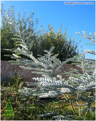 Minilyptus, cold hardy sculpted ornamental Eucalyptus for medium sized gardens / Minilyptus, eucalipto ornamental esculpido y resistenete a la helada para jardines medianos / GIT Forestry Consulting, Consultoría y Servicios de Ingeniería Agroforestal. Lugo, Galicia, España, Spain