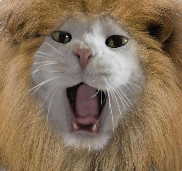 domestic cat dressed up as lion roaring
