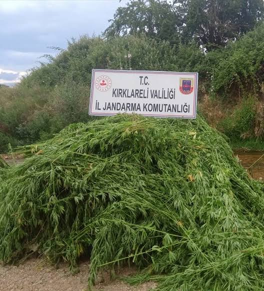 Lüleburgaz'da ayçiçekleri arasına ekilmiş 661 bin 850 kök kenevir bitkisi Yakalandı 