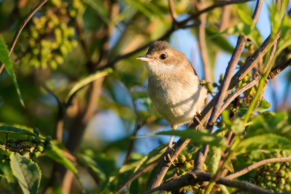 Pruunselg-põõsalind, Sylvia communis, Common Whitethroat, Greater, Curruca