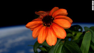 Zinnia Flower Can Bloom In Space