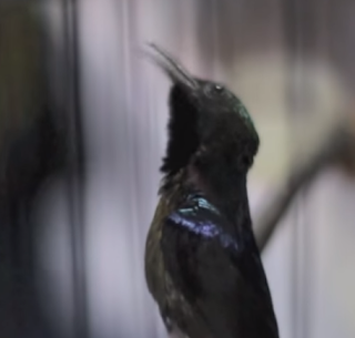 suara kolibri