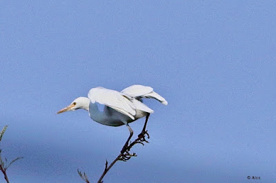 Cattle Egret - resident