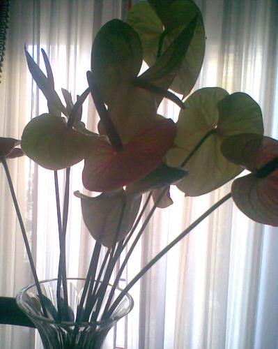 room and flowers