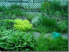 garden 013
