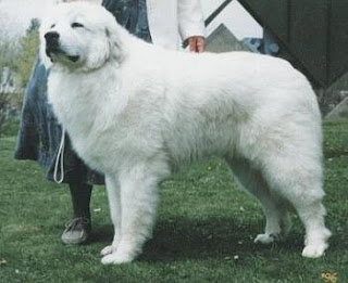 great pyrenees hybrid dogs pets animal wallpaper pyrenean mountain anjing