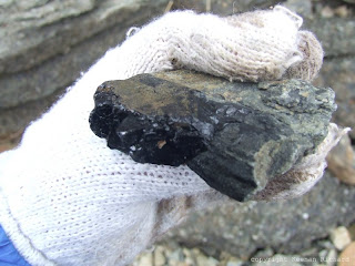 Coal on plant fossil attached to sandstone matrix