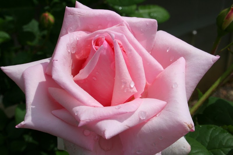 Konsep Penting 22+ Cute Pink Roses