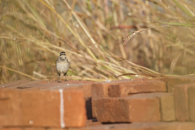 Bluethroat (नीलकण्ठी पिद्दा) - Cyanecula svecica  Sanjivini Nagar, Jabalpur