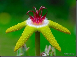 Stapelia flavopurpurea