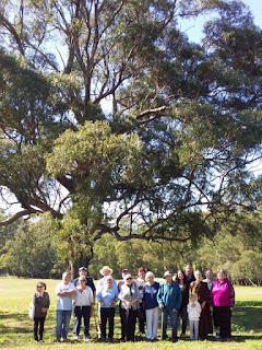 OUnder the old tree at Farquhar's property on Diamond Fields Road, farquharmacrae.blogspot.com