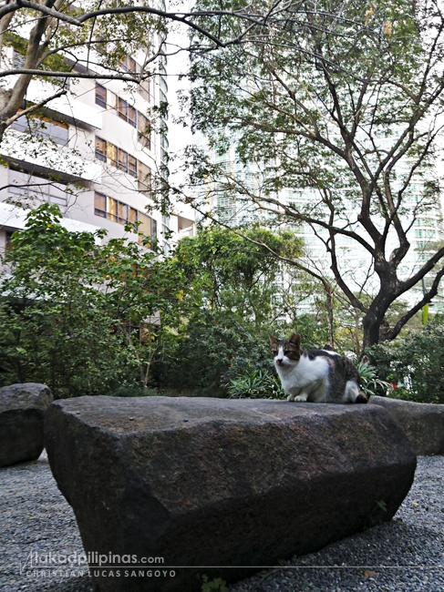 Cats in BGC