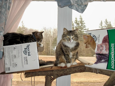 Cat emerging from box on cat tree