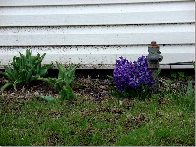 Hyacinths for the Soul
