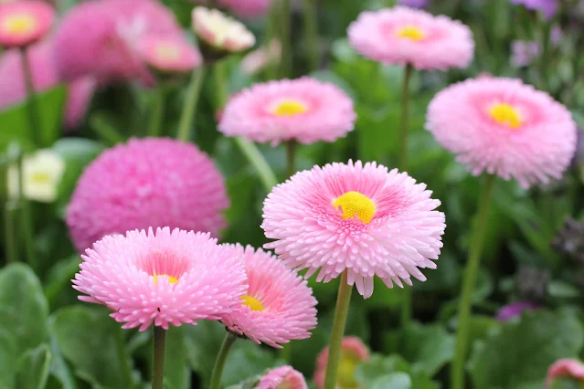 saiba tudo sobre bonina bellis perennis