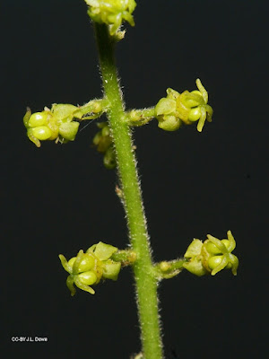 Бруцея яванская / Сумах яванский (Brucea javanica, =Rhus javanica)