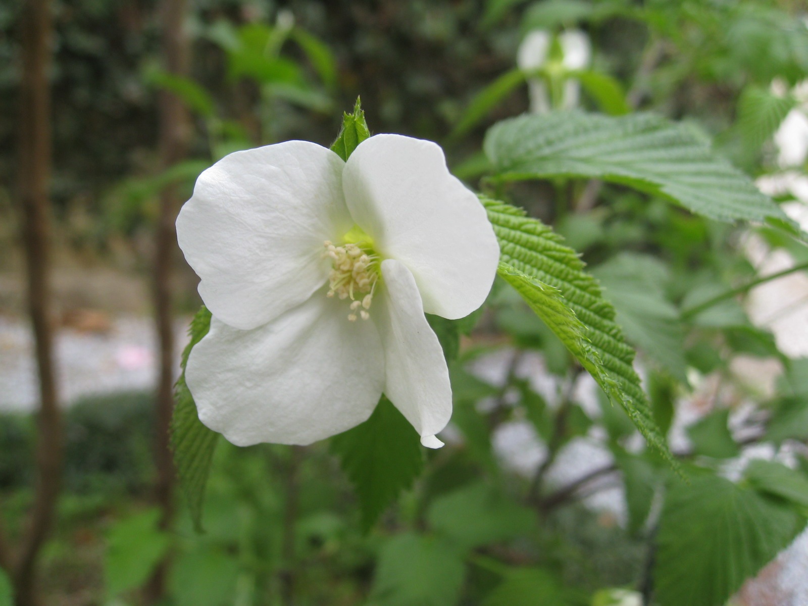 福岡市植物園ブログ 7月 19