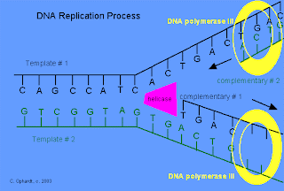 REPLICATION OF DNA