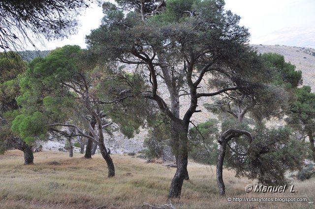 Pinar de Canava - Los Caracoles