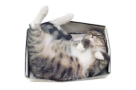 Tabby cat in box #catsinboxes #cute