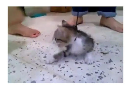 Viral Video 3 Perempuan Injak-injak Kucing Hingga Mati, Begini Faktanya