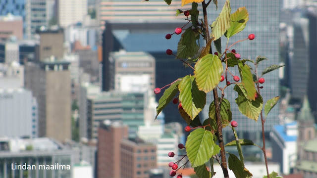 Näkymät Namsan-Vuorelta Etelä-Koreassa