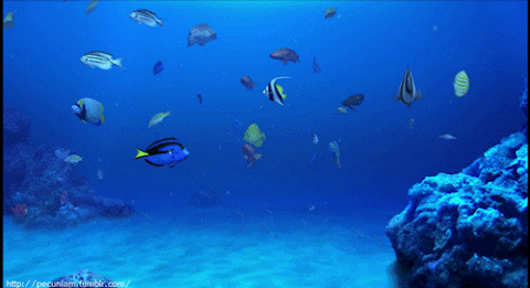 fish