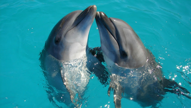 Dolphins shows up in south Cyprus beach, provided a magical spectacle! (video)