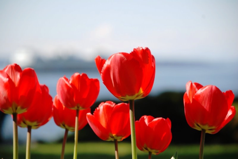 My Blog: Galeri Aneka Gambar Bunga Tulip Cantik Warna-Warni