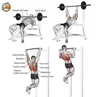 Arnold's Chest and Back Superset Workout