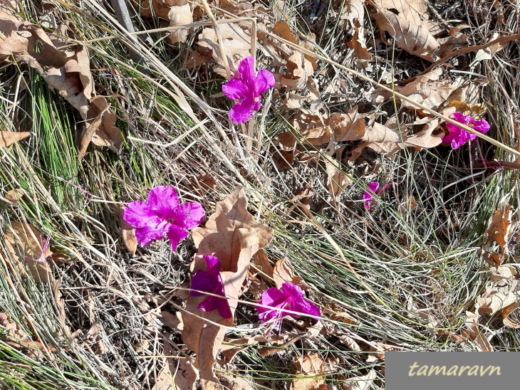 Рододендрон остроконечный (Rhododendron mucronulatum)