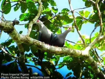 Pinon Imperial Pigeon (Ducula pinon) lives in tropical rainforest of West Papua - photo by Charles Roring