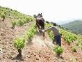 BIERZO