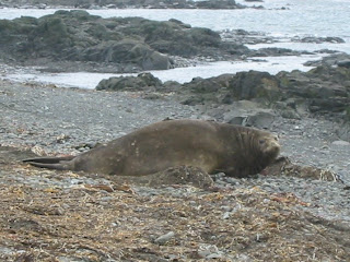 Elephant Seal