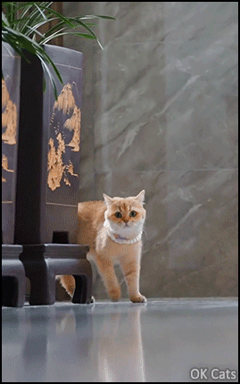 Funny Cat GIF • Hmm That funny and weird catwalk. He walks like a North Korean soldier, hahaha! [ok-cats.com]