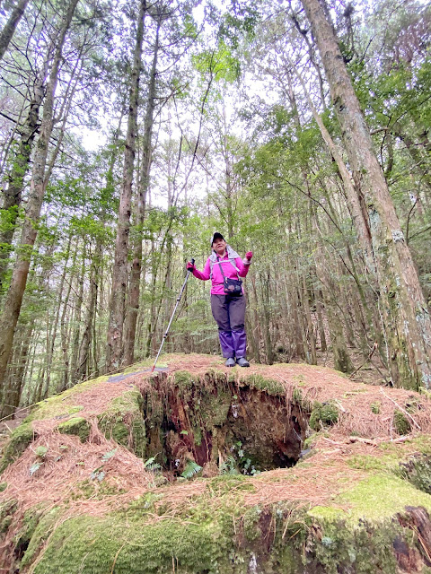 知馬漢山下山途中--被砍的中空巨木