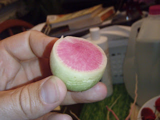 Watermelon Radish