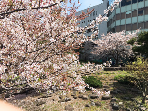 万葉倶楽部（横浜）周辺の桜