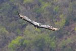 ÁGUILA DE VERREAUX