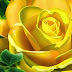 Yellow Rose Great Photo wallpaper