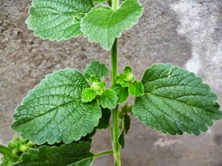 Leaves of Yakwa Nassa plant