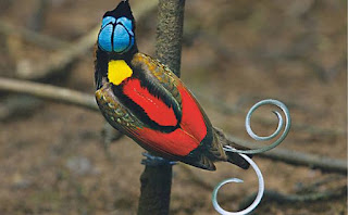 Wilson’s Bird-of-paradise (Cicinnurus respublica) A foto tirada de cima para baixo mostra um pássaro de pequeno porte pousado em um galho vertical com a cabeça voltada à direita, paralela ao galho. A plumagem é densa e vibrante; vermelho nas costas e laterais inferiores, as superiores são rajadas em laranja, verde e preto; atrás do pescoço, um manto amarelo; a cabeça é azul reluzente com delineio preto em forma de cruz dupla, e remete a uma coroa, parte da cara e bico pretos; o ornamento da cauda prateada tem aspecto metalizado como alças de tesouras; as garras são azuladas.