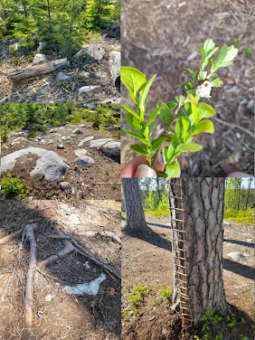 Kuvakollaasi, jossa pikkukuvat kahdesta lahoavasta puunrungosta, kivirykelmästä, mustikan ja puolukan varvuista, puiden juurakosta. Lisäksi pikkukuva, jossa puunrunkoon kiinnitettynä mini-köysitikkaat.