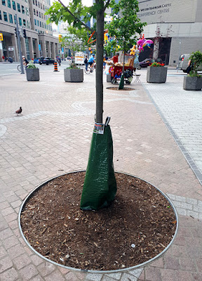 Large green bag attached to the base of a tree planted in a city environment