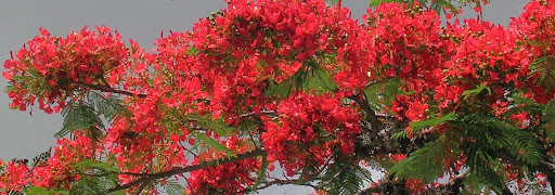 Flores de Acacia Flamboyant Flamboyan Delonix Regia La Trinidad Baruta Estado Miranda Venezuela