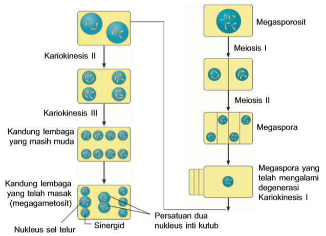 Megasporogenesis