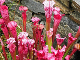 pitcher plant used for fly control 