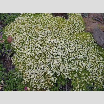 flora de los altos andes