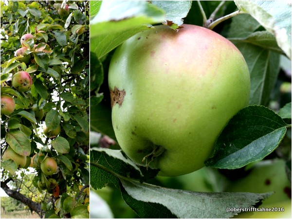 Streuobstwiesen in Deutschland