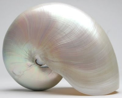 Pearl Nautilus Shell